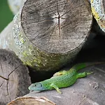 La Clairiere Au Bois * Thurageau